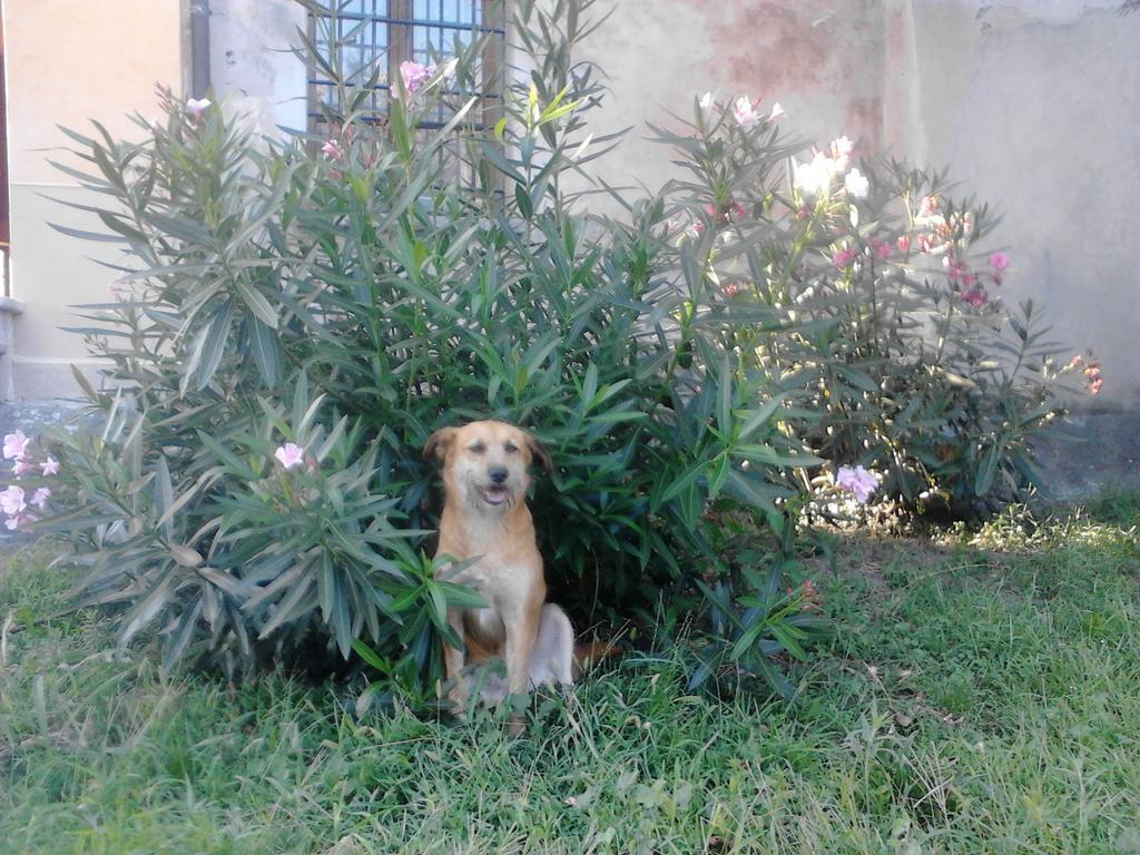 B&B Castello Di Camerletto Caselette Dış mekan fotoğraf